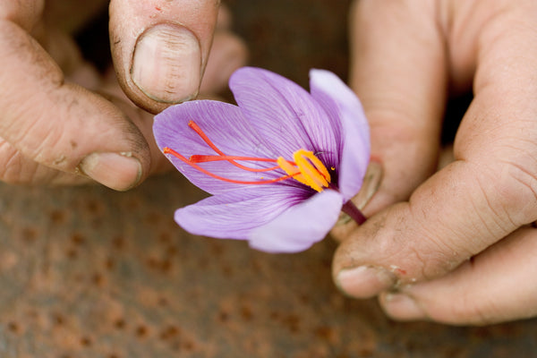 crocus sativus flower being examined before the style and saffron stigmas are removed